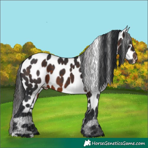 Horse Color:Brown Appaloosa 
