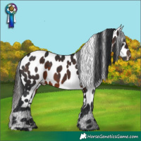 Horse Color:Brown Appaloosa 