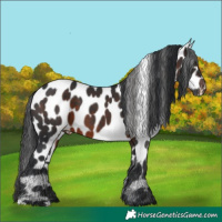 Horse Color:Brown Appaloosa