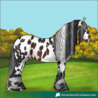Horse Color:Brown Appaloosa