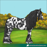 Horse Color:Black Appaloosa 