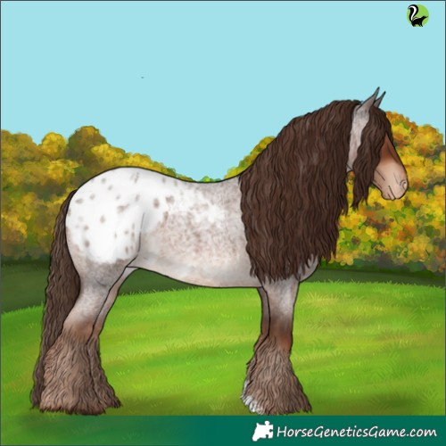 Horse Color:Liver Red Roan Appaloosa 