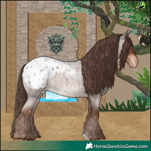 Horse Color:Liver Red Roan Appaloosa 