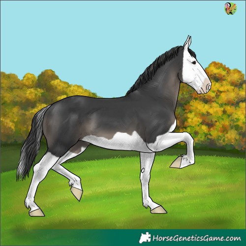 Horse Color:Black Splash