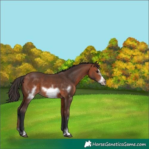 Horse Color:Bay Frame