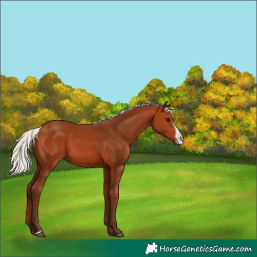 Horse Color:Silver Bay Frame 