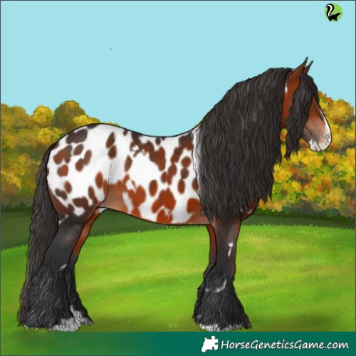 Horse Color:White Spotted Brown Splash Appaloosa 