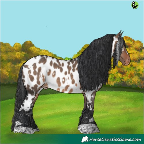 Horse Color:White Spotted Brown Dun Appaloosa 