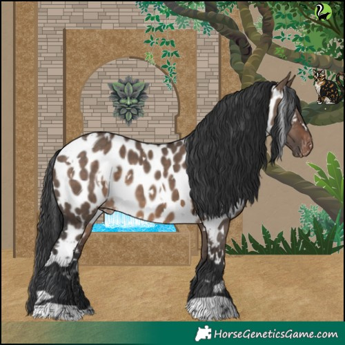 Horse Color:White Spotted Brown Dun Appaloosa 