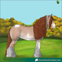 Horse Color:Red Dun Sabino Tobiano 