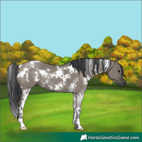 Horse Color:White Spotted Grullo Rabicano 