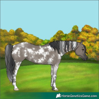 Horse Color:White Spotted Grullo Rabicano 