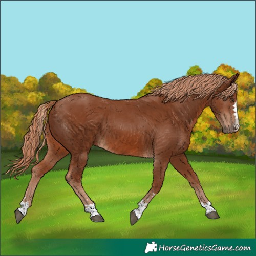 Horse Color:Chestnut 