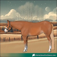 Horse Color:Chestnut 