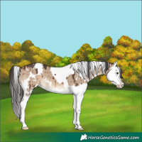 Horse Color:White Spotted Brown Dun Splash Brindle 