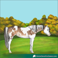 Horse Color:White Spotted Brown Dun Splash Brindle