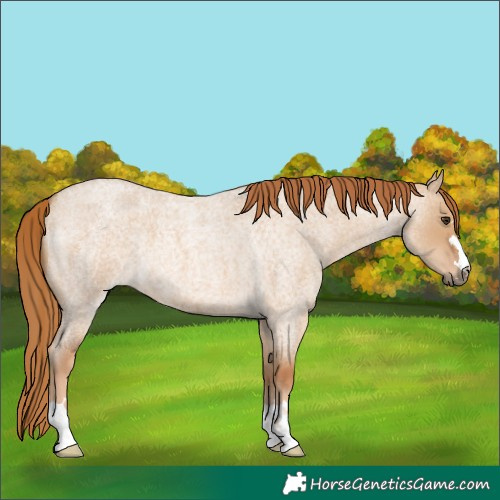 Horse Color:Red Dun Roan 