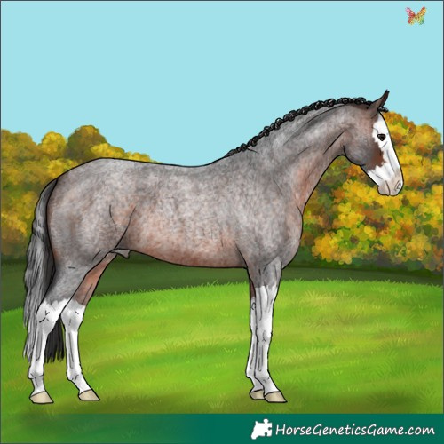 Horse Color:Brown Roan Splash 