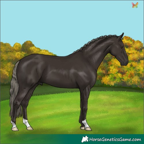 Horse Color:Liver Chestnut Mushroom 