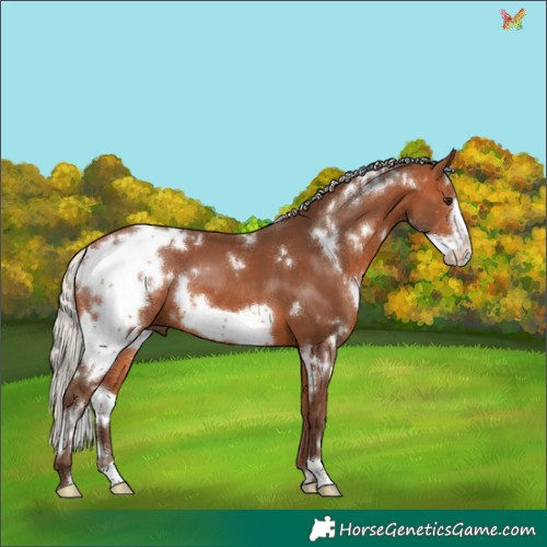 Horse Color:White Spotted Silver Bay Frame 