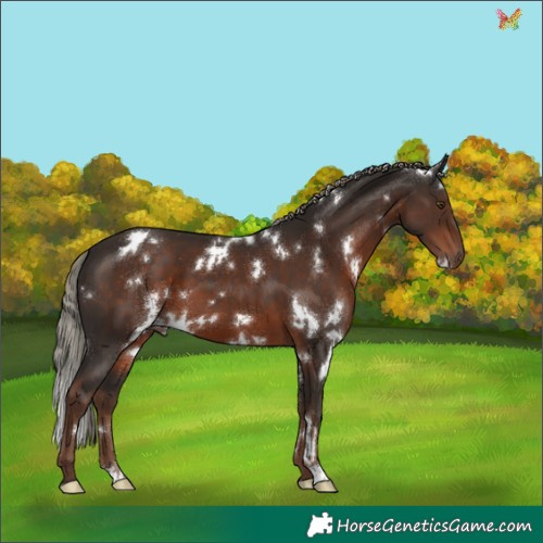 Horse Color:White Spotted Liver Chestnut Mushroom 