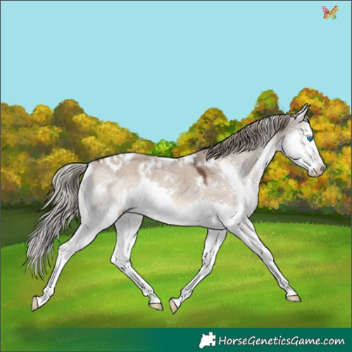 Horse Color:White Spotted Liver Red Dun Mushroom Splash Rabicano 