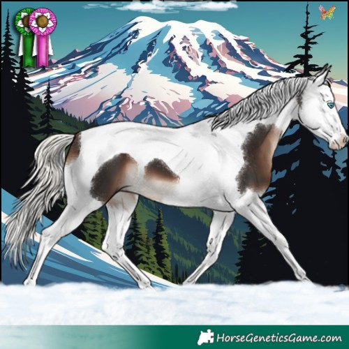 Horse Color:Liver Chestnut Mushroom Splash Tobiano 