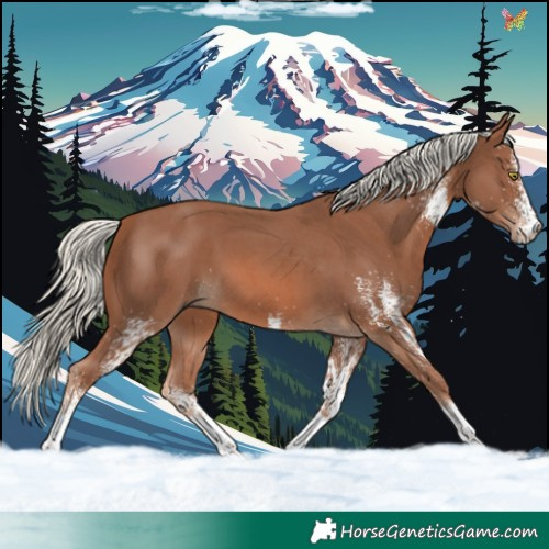 Horse Color:White Spotted Chestnut Mushroom Tobiano 