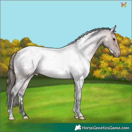 Horse Color:White Spotted Bay Roan Mushroom Appaloosa 