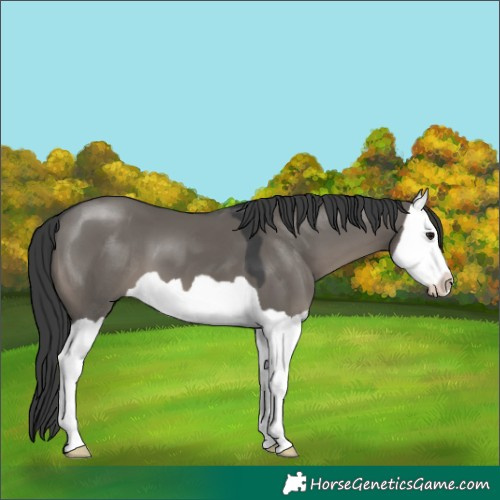 Horse Color:Grullo Splash 