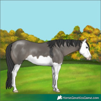 Horse Color:Grullo Splash