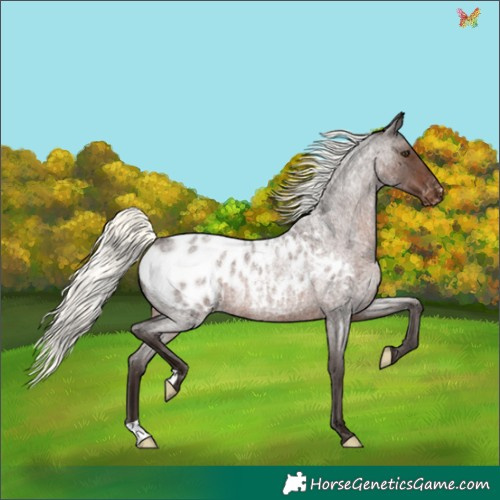 Horse Color:Liver Red Roan Mushroom Appaloosa Rabicano 