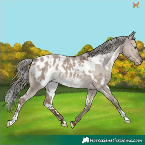 Horse Color:White Spotted Liver Red Dun Mushroom Appaloosa 