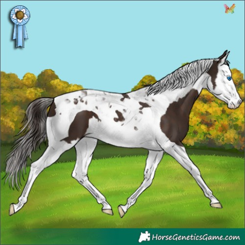 Horse Color:Liver Chestnut Splash Tobiano 