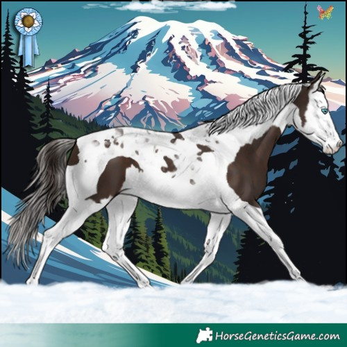 Horse Color:Liver Chestnut Splash Tobiano 