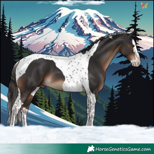 Horse Color:Liver Chestnut Splash Tobiano 