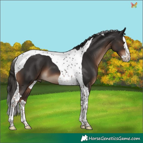 Horse Color:Liver Chestnut Splash Tobiano 