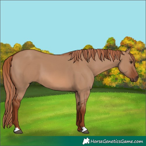 Horse Color:Red Dun 
