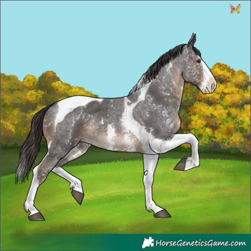 Horse Color:Liver Chestnut Sabino Splash Tobiano 