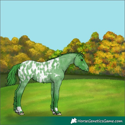Horse Color:Watercolor Blue Roan Appaloosa 