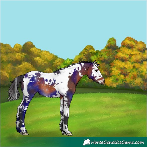 Horse Color:Brown Splash Tobiano 
