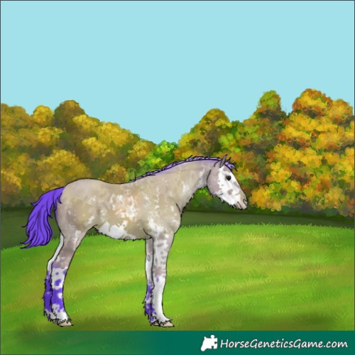 Horse Color:Watercolor Bay Sabino Splash 