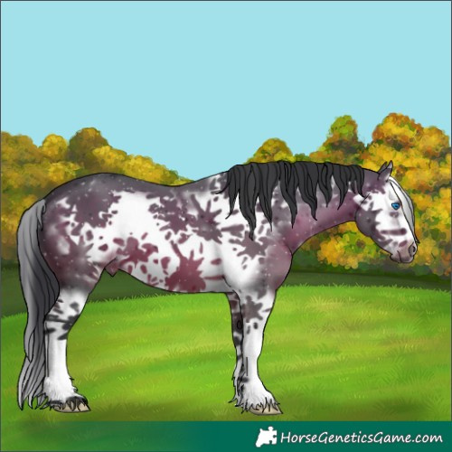 Horse Color:Brown Splash Frame 