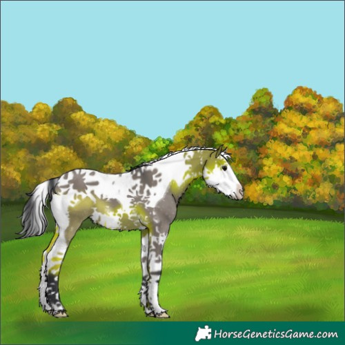 Horse Color:Grullo Splash Tobiano 