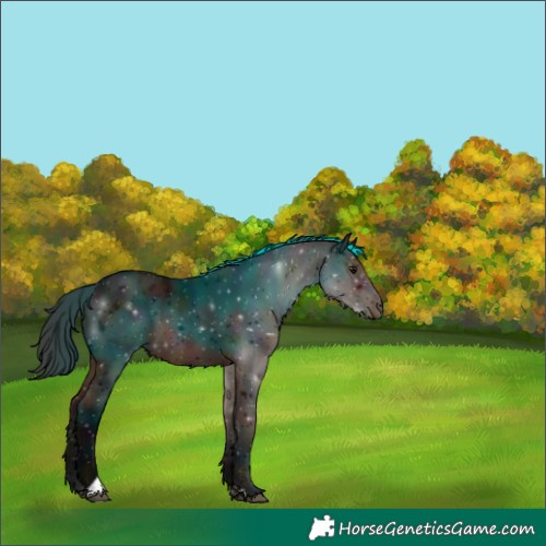 Horse Color:Midnight Bay 