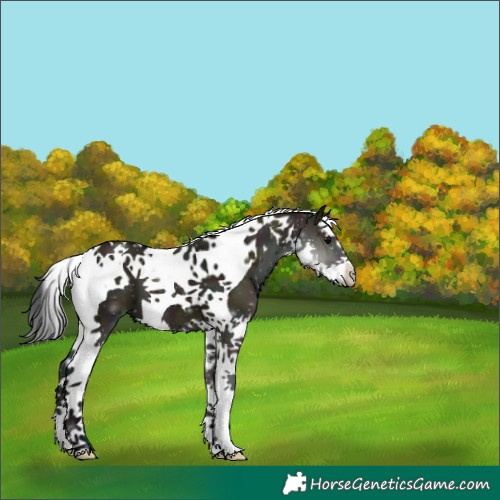 Horse Color:Midnight Grullo Splash Tobiano 