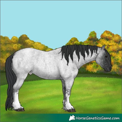 Horse Color:Blue Roan Tobiano 