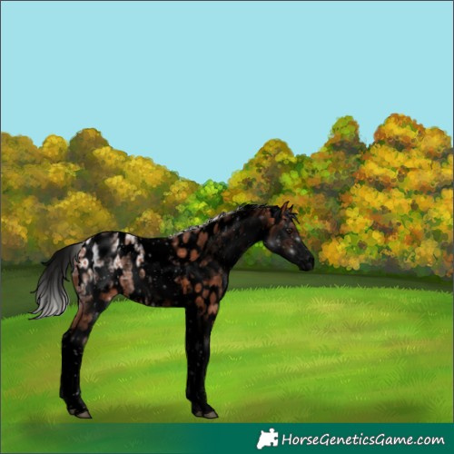 Horse Color:Void White Spotted Silver Bay Ice Tobiano Appaloosa 