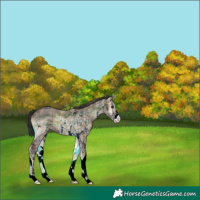 Horse Color:Plaid  Blue Onyx Sabino 