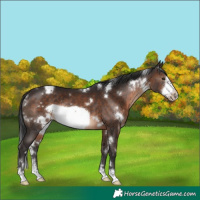 Horse Color:White Spotted Brown Frame Rabicano